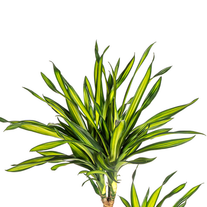 Dracaena Deremensis Rikki Ø24cm - ↕140cm