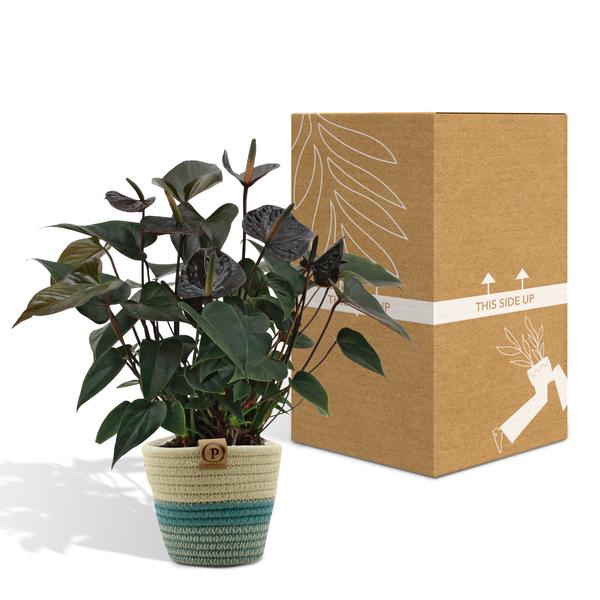 Anthurium andreanum Black Love incl. PURE mand - 45cm - Ø12