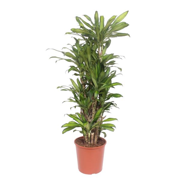 Dracaena Eve - 160 cm  - ø30