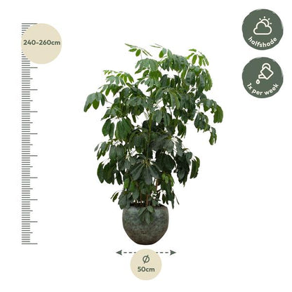 Schefflera Amate XL - 250 cm - ø50