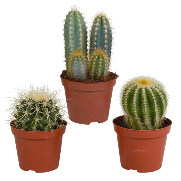 Cactus mix 8.5 cm - 3x - zonder pot