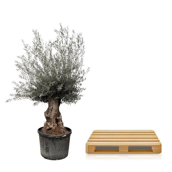 Olea Europaea Bonsai - 225cm- Ø80