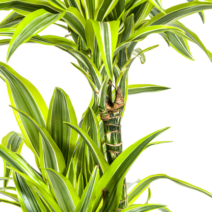 Dracaena Deremensis Lemon Lime Ø24cm - ↕140cm