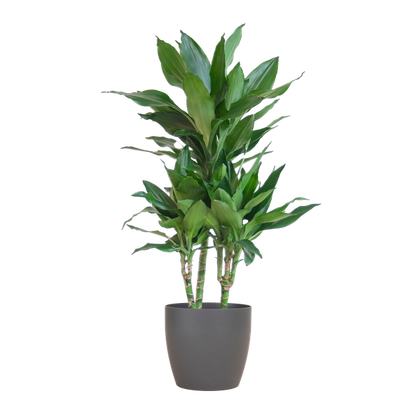 Dracaena  Janet Lindt met Viber grijs - 95cm - Ø21