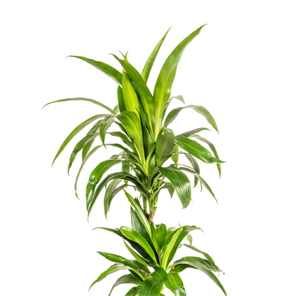 Dracaena Deremensis Lisa Ø19cm - ↕80cm