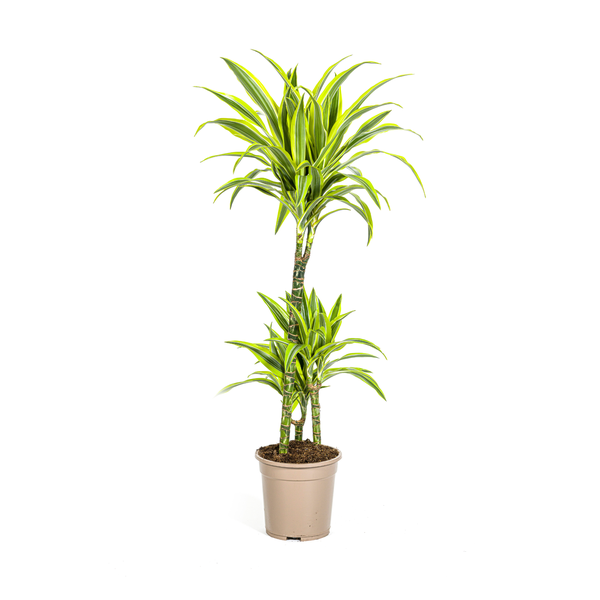 Dracaena Deremensis Lemon Lime Ø21cm - ↕100cm