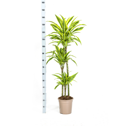 Dracaena Deremensis Lemon Lime Ø24cm - ↕140cm