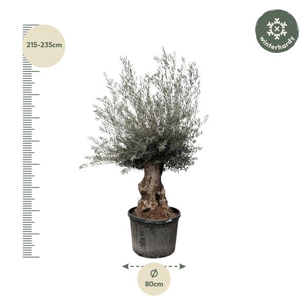 Olea Europaea Bonsai - 225cm- Ø80