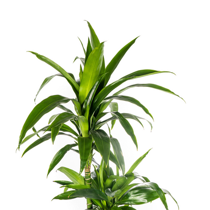 Dracaena Deremensis Lisa Ø24cm - ↕140cm