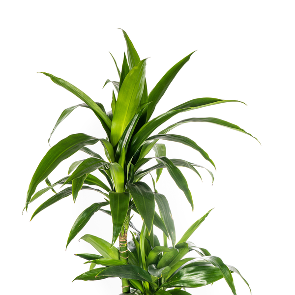 Dracaena Deremensis Lisa Ø24cm - ↕140cm