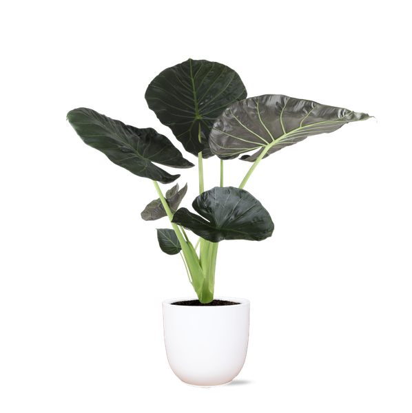 Alocasia Regal Shield Ø21cm - ↕100cm in Boule WIT pot