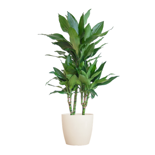 Dracaena  Janet Lindt met Viber wit - 95cm - Ø21