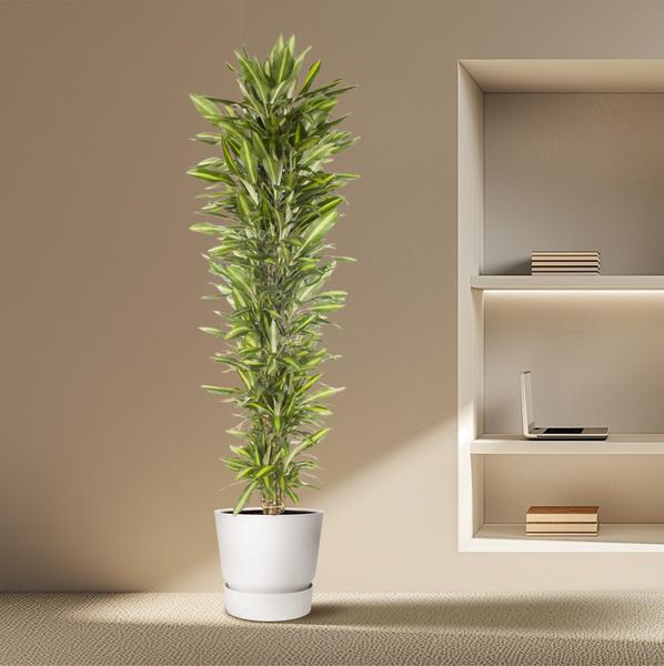 Dracaena Cintho vertakt - 210 cm - ø40