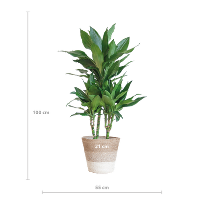 Dracaena  Janet Lindt met mand Lissabon wit - 95cm - Ø21