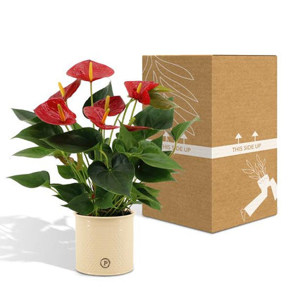 Anthurium andreanum Diamond Red incl. PURE zink - 45cm - Ø12