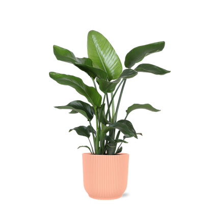 Strelitzia Nicolai - Ø21cm - ↕80cm in Vibes ROZE pot