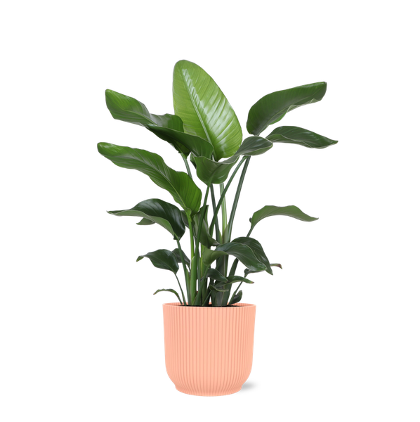 Strelitzia Nicolai - Ø21cm - ↕80cm in Vibes ROZE pot