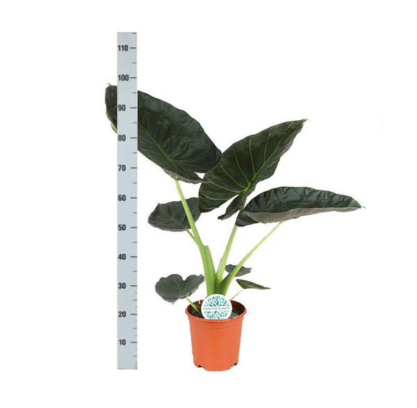 Alocasia Regal Shield Ø21cm - ↕100cm in Vibes WIT pot