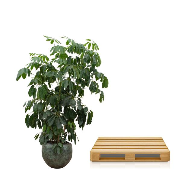 Schefflera Amate XL - 250 cm - ø50