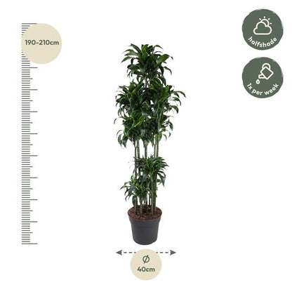 Dracaena Dorado Carrousel - 200 cm - ø40