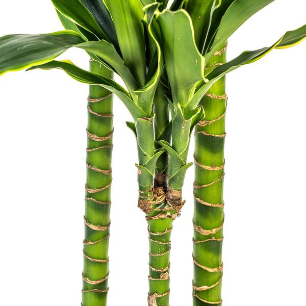 Dracaena Fragrans Golden Coast Ø24cm - ↕140cm