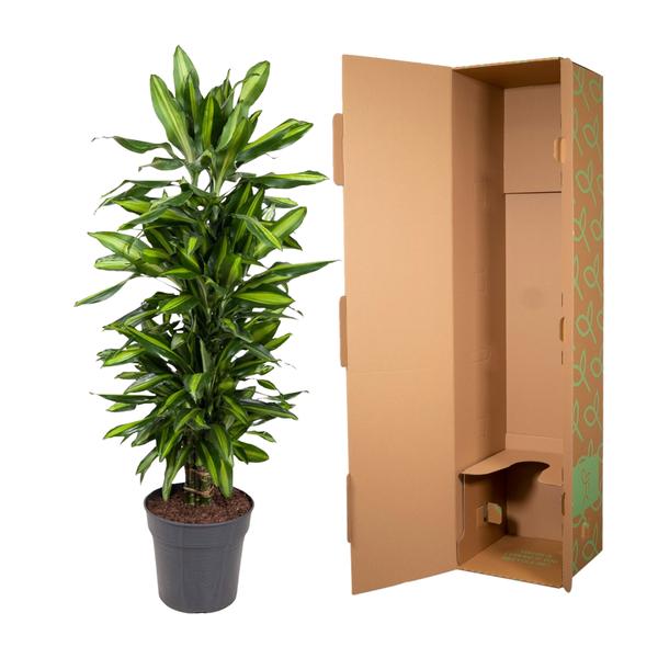 Dracaena Cintho vertakt - 120 cm - ø27