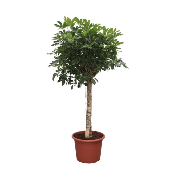 Schefflera Arboricola Compacta boom - 190 cm - ø45