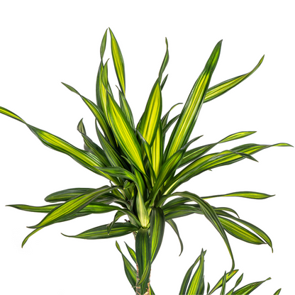 Dracaena Deremensis Rikki Ø19cm - ↕80cm