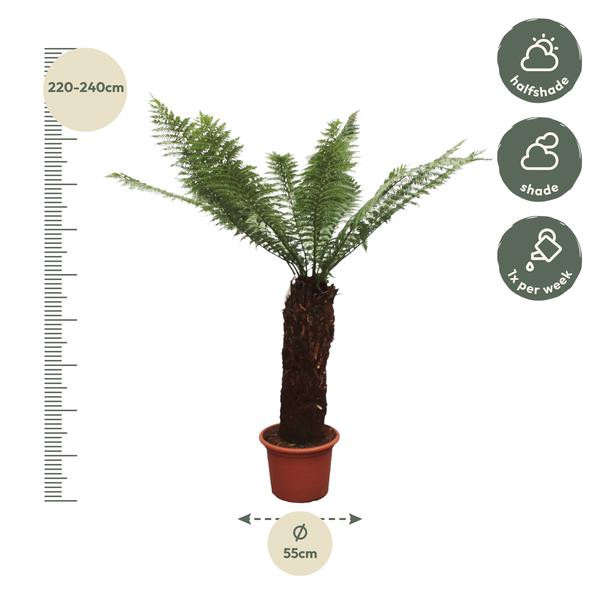 Dicksonia Antarctica - 230cm - ø55