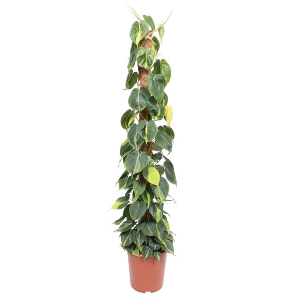 Philodendron Scandens Brasil mosstok - 150 cm - ø27