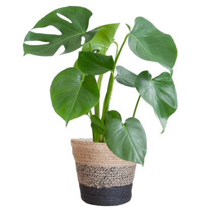 Monstera Deliciosa met Lissabon mand zwart  - 50cm - Ø17