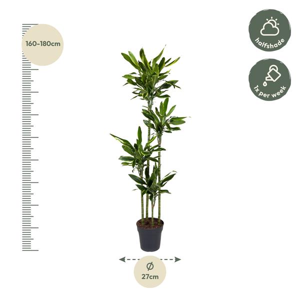 Dracaena Golden Coast - 170 cm - ø27