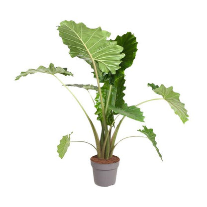 Alocasia Portodora - 150 cm - ø32