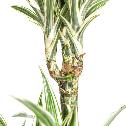 Dracaena Deremensis White Stripe Ø24cm - ↕140cm