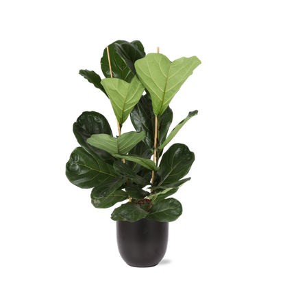 Ficus Lyrata - Ø24cm - ↕120cm in Boule ANTRACIET pot