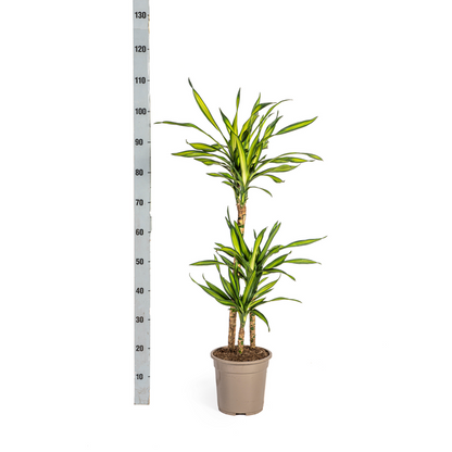 Dracaena Deremensis Rikki Ø21cm - ↕100cm