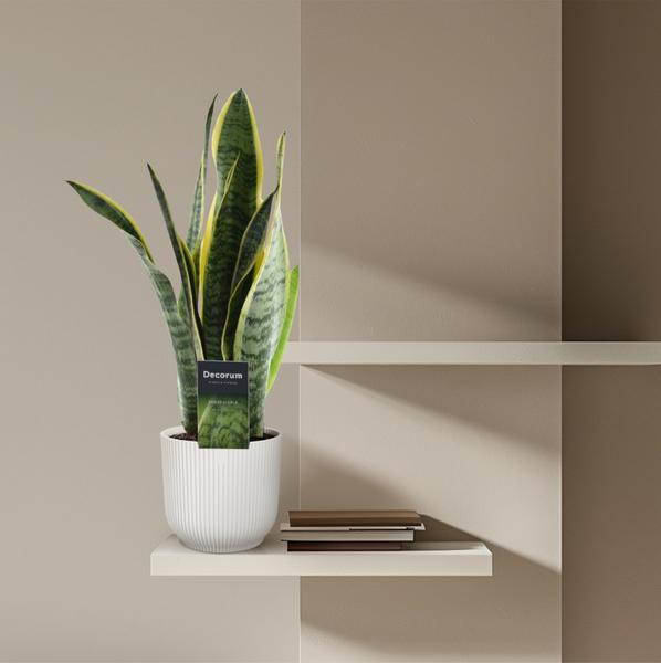 Sansevieria Laurentii - 45 cm - ø12