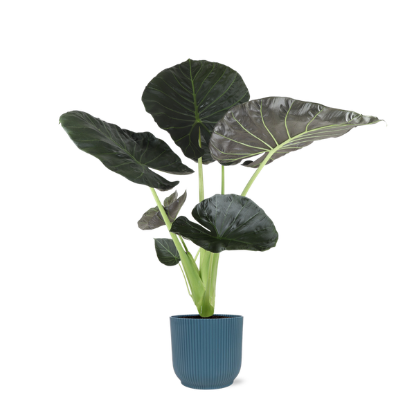 Alocasia Regal Shield Ø21cm - ↕100cm in Vibes in BLAUW pot