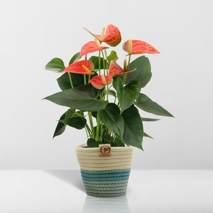 Anthurium andreanum Prince of Orange incl. PURE mand - 45cm - Ø12