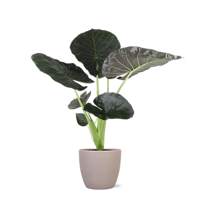 Alocasia Regal Shield Ø24cm - ↕110cm in Boule TAUPE pot