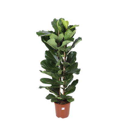 Ficus Lyrata - Ø27cm - ↕140cm