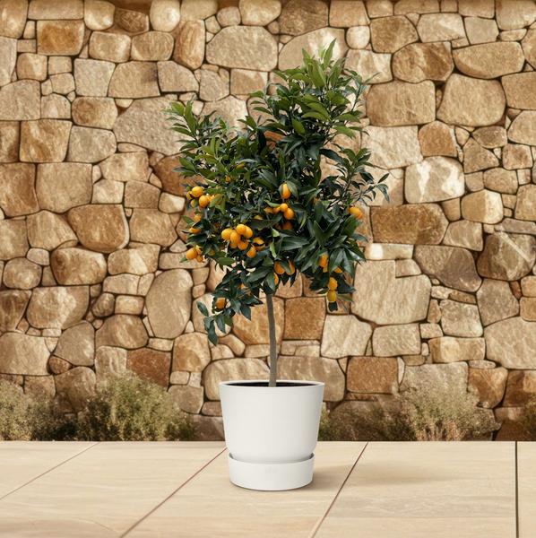 Citrus Kumquat - 150 cm - ø40