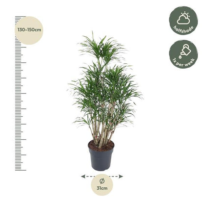 Dracaena Anita vertakt - 140 cm - ø31