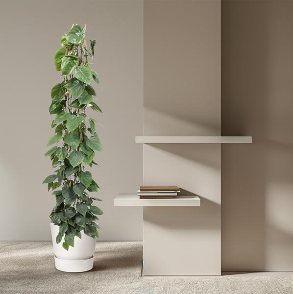 Philodendron Scandens gaasrek - 160 cm - ø27