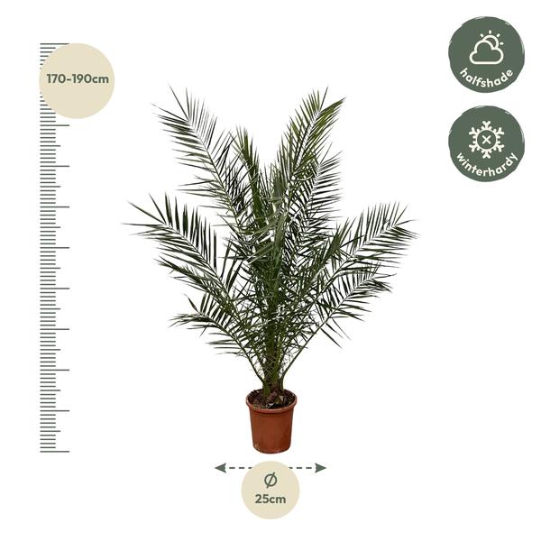 Phoenix Canariensis - 180cm- Ø25