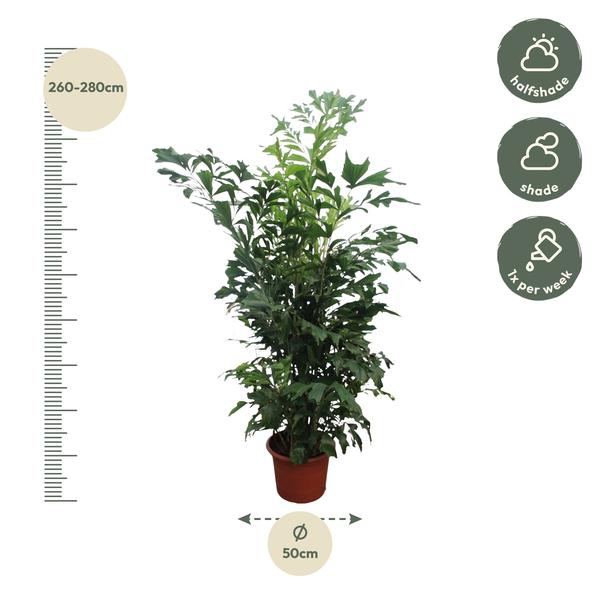 Caryota Mitis - 270 cm - ø50