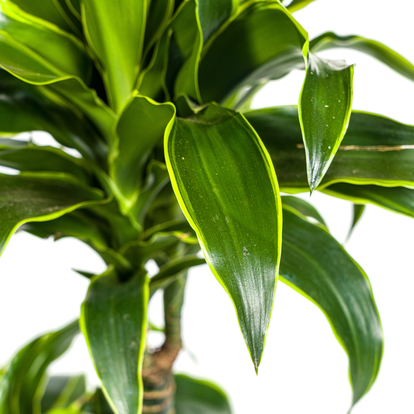 Dracaena Deremensis Dorado Ø21cm - ↕110cm