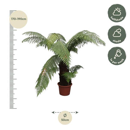 Dicksonia Antarctica - 180cm - ø50