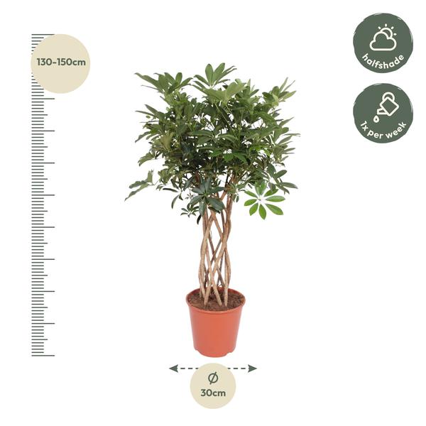 Schefflera Arboricola Compacta gevlochten stam - 140 cm - ø30