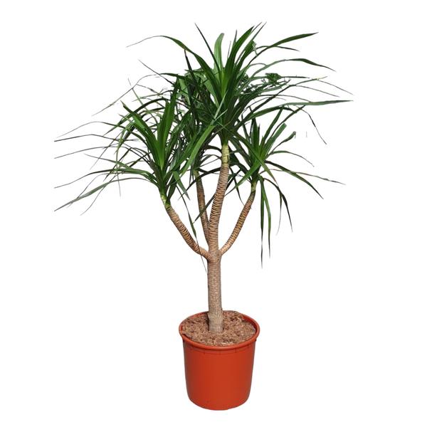 Dracaena Draco vertakt - 160 cm - ø34